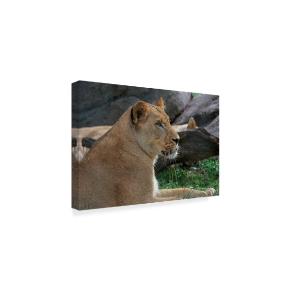 Galloimages Online 'The Lioness 2' Canvas Art,22x32